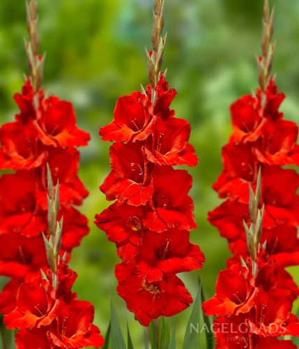 Gladiolus Oscar / Kardvirág