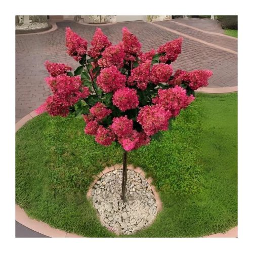 Törzses Bugás hortenzia - Hydrangea paniculata ‘Wims Red’ - Törzs 50 cm - K10