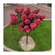 Törzses Bugás hortenzia - Hydrangea paniculata ‘Wims Red’ - Törzs 50 cm - K10