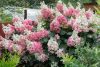 Törzses Bugás hortenzia - Hydrangea paniculata ‘Wims Red’ - Törzs 50 cm - K10