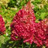 Törzses Bugás hortenzia - Hydrangea paniculata ‘Wims Red’ - Törzs 50 cm - K10
