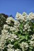 Törzses Bugás hortenzia - Hydrangea paniculata ‘Wims Red’ - Törzs 50 cm - K10