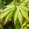 Csüngő ágú Japán juhar - Acer palmatum "Cascade Emerald" K3