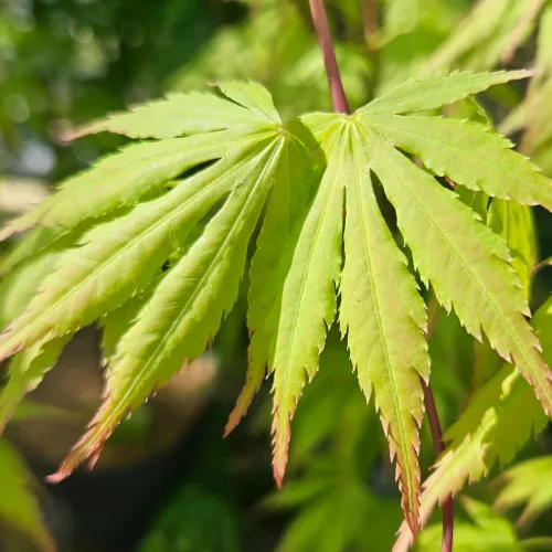 Csüngő ágú Japán juhar - Acer palmatum "Cascade Emerald" K3