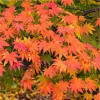 Csüngő ágú Japán juhar - Acer palmatum "Cascade Emerald" K3
