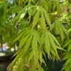Csüngő ágú Japán juhar - Acer palmatum "Cascade Emerald" K3