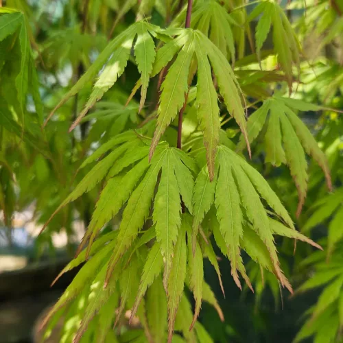 Csüngő ágú Japán juhar - Acer palmatum "Cascade Emerald" K3