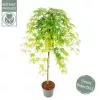Csüngő ágú Japán juhar - Acer palmatum "Cascade Emerald" K3