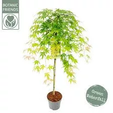Csüngő ágú Japán juhar - Acer palmatum "Cascade Emerald" K3