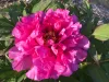 Sötét rózsaszín fás szárú Bazsarózsa - Paeonia suffruticosa P23