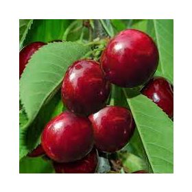 Balkon gyümölcsfa - Cseresznye "Lapins"