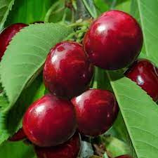 Balkon gyümölcsfa - Cseresznye "Lapins"