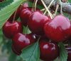 Balkon gyümölcsfa - Cseresznye "Lapins"