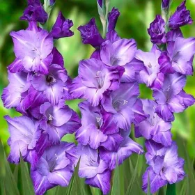 Gladiolus Blue Isle/ Kardvirág