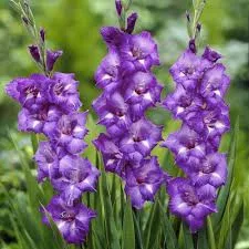 Gladiolus Blue Isle/ Kardvirág