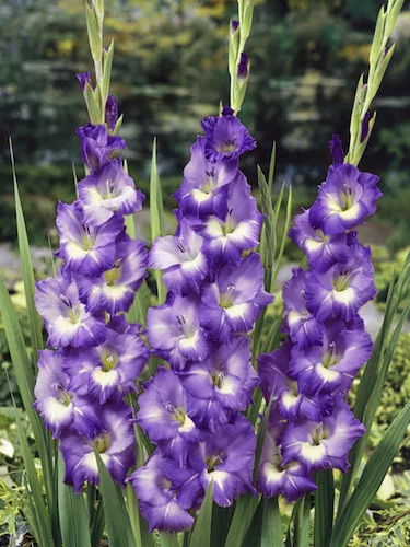 Gladiolus Blue Isle/ Kardvirág