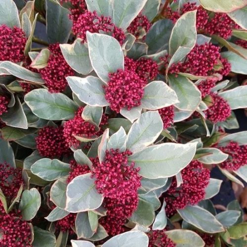 Japán dérbabér - Skimmia japonika " Perosa"- 9cs