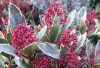 Japán dérbabér - Skimmia japonika " Perosa"- 9cs