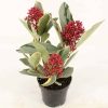 Japán dérbabér - Skimmia japonika " Perosa"- 9cs