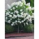 Törzses bugás hortenzia - Phantom - Hydrangea Paniculata - 55 cm törzs