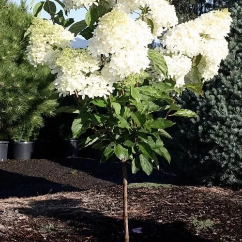 Törzses bugás hortenzia - Phantom - Hydrangea Paniculata - 55 cm törzs