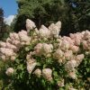 Törzses bugás hortenzia - Phantom - Hydrangea Paniculata - 55 cm törzs