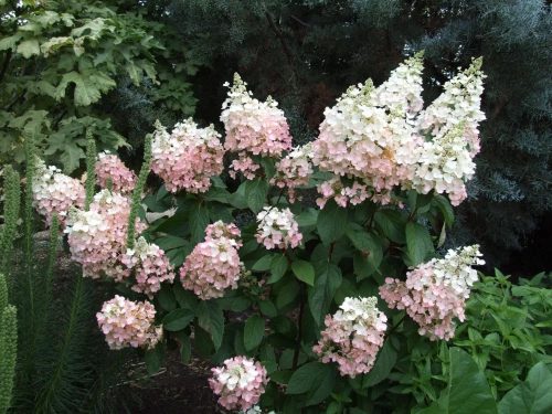 Bugás hortenzia - Hydrangea Paniculata - Pink Lady - Cs9