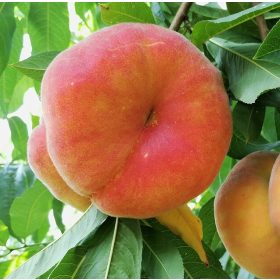   Balkon gyümölcsfa - Lapos őszibarack - Prunus persica var. platycarpa "Filoe"