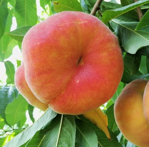 Balkon gyümölcsfa - Lapos őszibarack - Prunus persica var. platycarpa "Filoe"