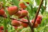 Balkon gyümölcsfa - Lapos őszibarack - Prunus persica var. platycarpa "Filoe"