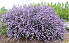 Kaliforniai orgona - Táskavirág - Ceanothus "Blue Jeans
