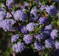 Kaliforniai orgona - Táskavirág - Ceanothus "Blue Jeans