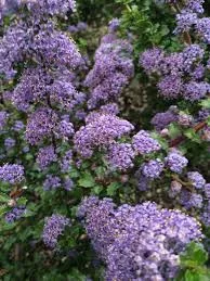 Kaliforniai orgona - Táskavirág - Ceanothus "Blue Jeans
