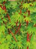 Japán juhar - Acer palmatum "Sango Kaku"