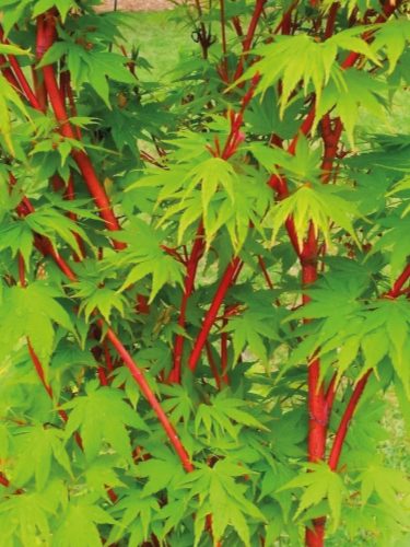 Japán juhar - Acer palmatum "Sango Kaku"