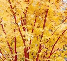 Japán juhar - Acer palmatum "Sango Kaku"