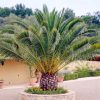 Kanári datolyapálma - Phoenix canariensis