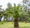 Kanári datolyapálma - Phoenix canariensis