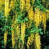 Aranyeső - Laburnum × watereri ‘Vossii’ K5