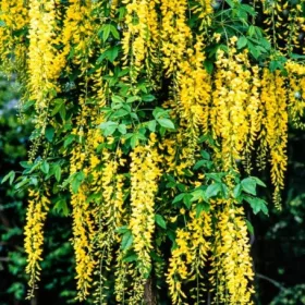 Aranyeső - Laburnum × watereri ‘Vossii’ K5
