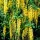 Aranyeső - Laburnum × watereri ‘Vossii’ K5