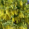 Aranyeső - Laburnum × watereri ‘Vossii’ K5