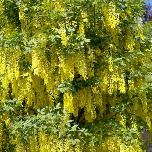 Aranyeső - Laburnum × watereri ‘Vossii’ K5