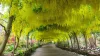 Aranyeső - Laburnum × watereri ‘Vossii’ K5