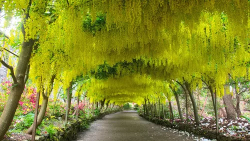 Aranyeső - Laburnum × watereri ‘Vossii’ K5