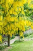 Aranyeső - Laburnum × watereri ‘Vossii’ K5