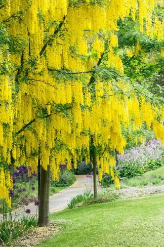 Aranyeső - Laburnum × watereri ‘Vossii’ K5