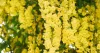 Aranyeső - Laburnum × watereri ‘Vossii’ K5