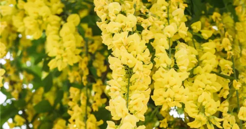 Aranyeső - Laburnum × watereri ‘Vossii’ K5