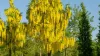 Aranyeső - Laburnum × watereri ‘Vossii’ K5